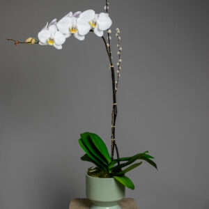 Arreglo de Orquideas Natural