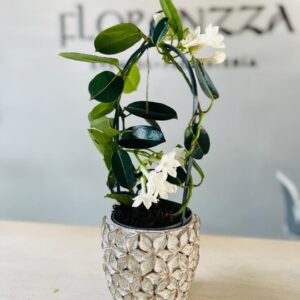Arreglo Stephanota (Blanca)