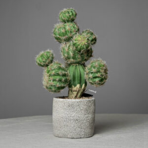 Planta de Cactus