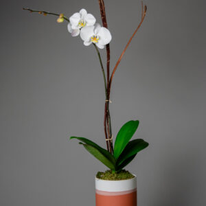 Arreglo de orquidea natural en base de barro