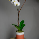 orquidea terracota