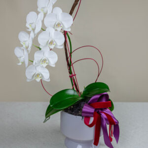 Orquidea blanca