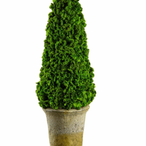 Topiario de Celosia Preservada