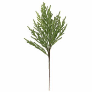 Rama de Pino Norfolk